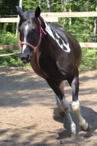 Ma belle Laïka a la longe :)