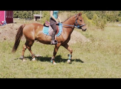 photo par myhorse QH