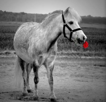 photo par Iceberg