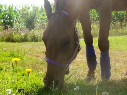 Cowgirl qui broute tranquillement...
