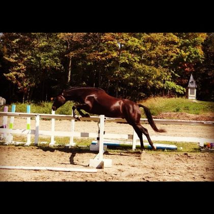 Mon poulain Shadow au saut aujourdhui :) 