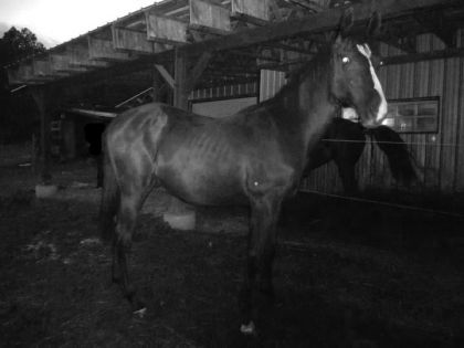 Painted Quincy Robin 1 ans 3 mois