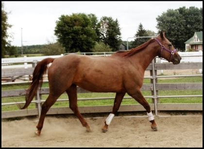 Longe en liberté.. au trot ! :)