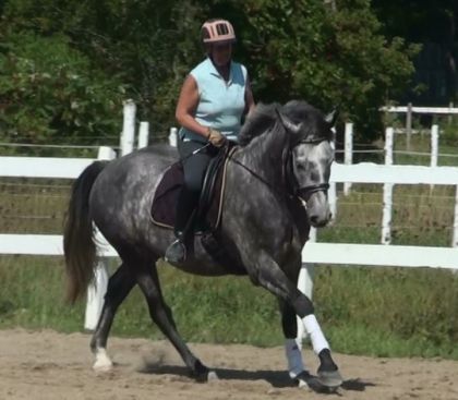 Mon poulain de 4 ans Drakkar de Grey