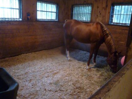 Ma Cybelle dans son loft... temporaire! - 18 septembre 2012