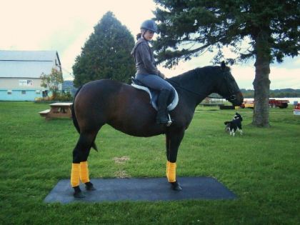 Fidelle et son nouveau kit jaune ! il manque que son tapis... Ca...