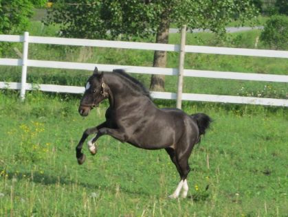 Mon poney Barry