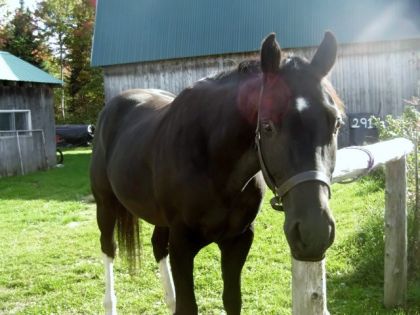 Dream mon p'tit coco d'amour