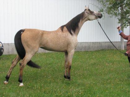 Une superbe arabe X saddlebred. La jument ne m'appartient pas...