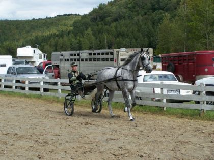 Cheval attelé sur sulky