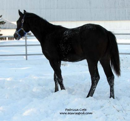 Mon poulain QH de 10 mois, Black Slash
