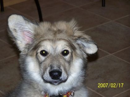 Tête de chien