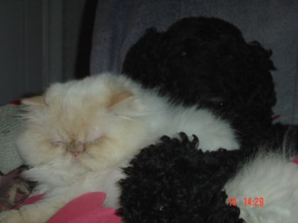 je taime Karamel (le caniche dit au chat!!)