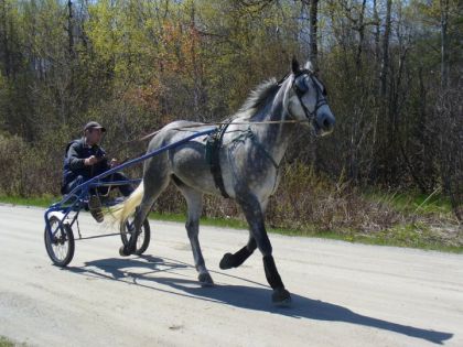 Cheval attelé sur un sulky