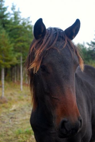 Romaya (L)(L) Pouliche Warmblood par Rythm & blues appartenant à...