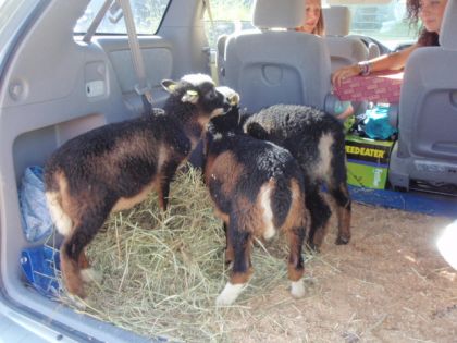 Un transport de moutons dans ma fourgonnette 