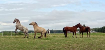 Raco, Oslo, Cash, Ouragan et Maxi dans leur champs