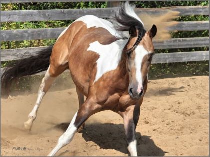 un superbe cheval,avec une fiere allure&#9829;