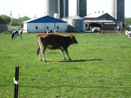 photo par SPC22 Une AUtre de Mes Vache ( jersey )