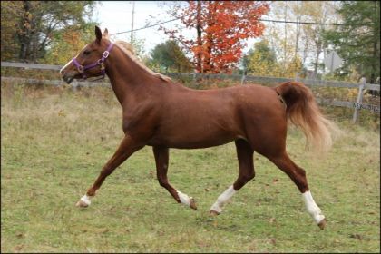 Mon poney qui vole par-dessus le sol  (L)  Sa libert&eacute; &agrave;...