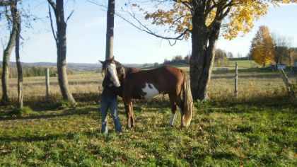 Tango 3 ans qui a pris un pouce et 110 lbs depuis le moi de Mai!