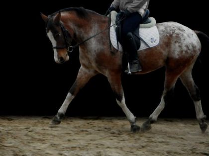 El Casanova Picasso & Claudia (racing015), il est tu assez beau ?