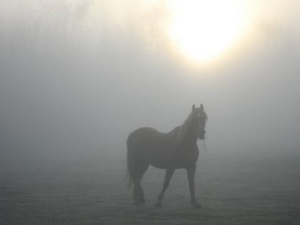 Encore mon vieux dans la brume