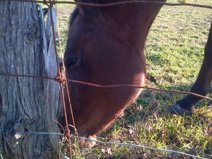 chevauux! :) <33