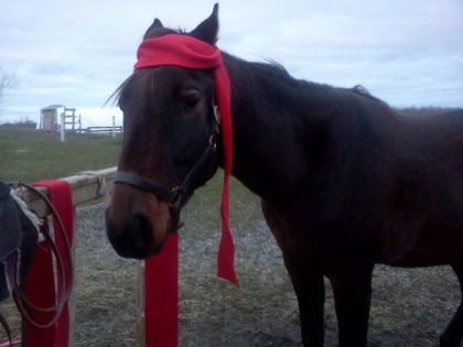 mon stupide cheval