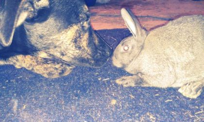 mon chien qui découvre les lapins :)