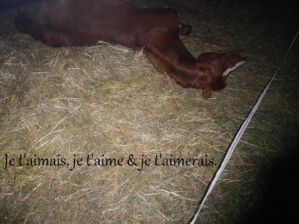 Mon cheval après une longue semaine de randonnée.&#9829;