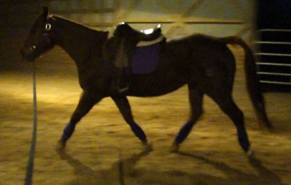 Longe pour tester la selle classique sur Cowgirl. Un peu...