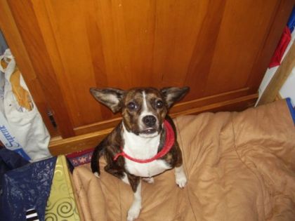 Mon petit chien!