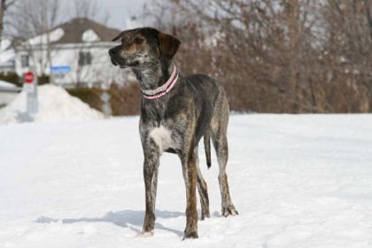 mon chien angel (mon n'amour que jai trouvé dans une boite il y...