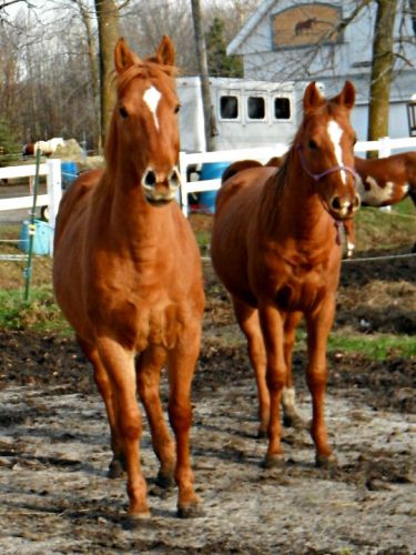 Demolition Girl et Azura MKY Complaint (maman et bebe)