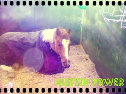 Mon ptit poney adoré Austin! Il est pas à moi malheureusement!