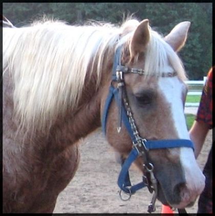 Revenant du rando. Boss, une cheval qui nous à quitter .. : /