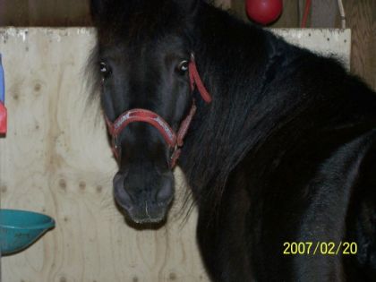 Cheval noir