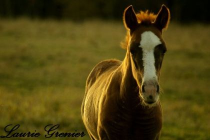 photographie
