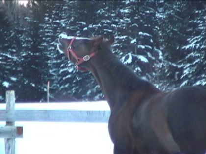 Cheval qui fait un flehmen