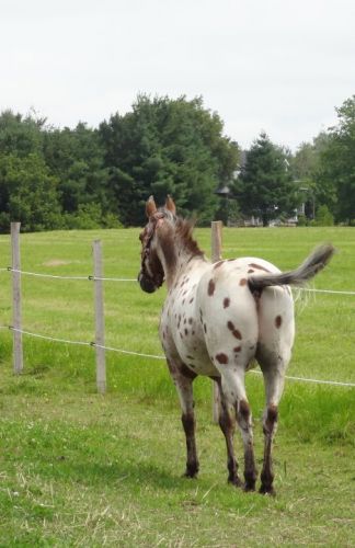 Raco le curieux