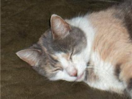 ma chatte minette  qui fait dodo
