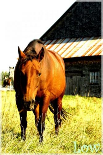 photographie