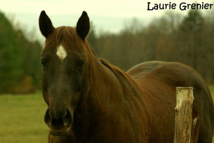photographie