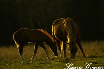 photographie
