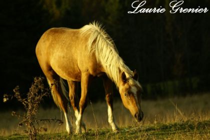 photographie