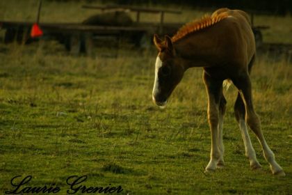 photographie