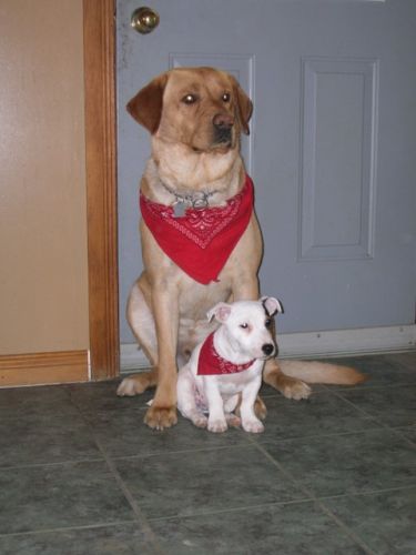 mes 2 Amour  spur le petit et dusty le gros