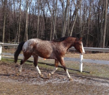 Picasso dehors :) (L)