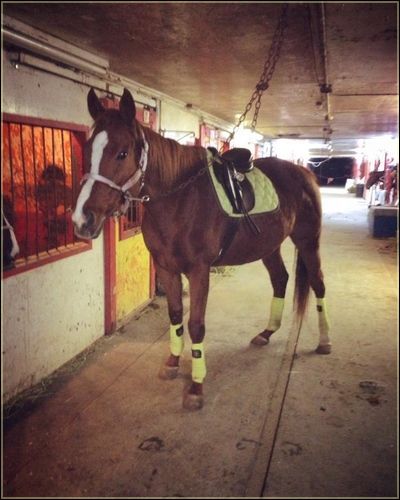 Après 5 mois d'arrêt, le bonheur de remonter à cheval, son...